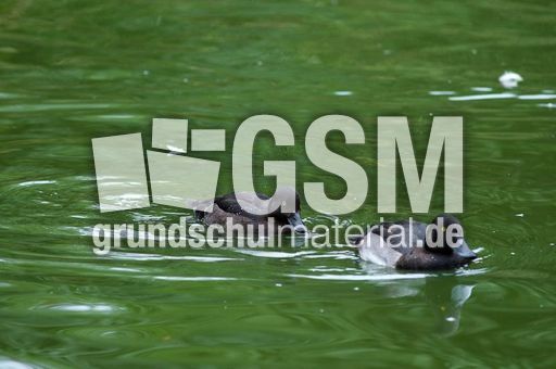 Reiherente (8 von 12).jpg